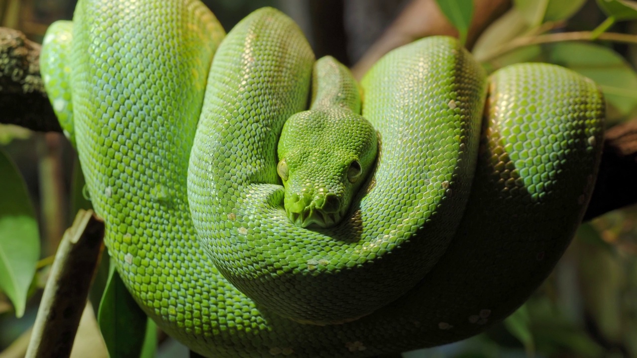 绿树蟒(Morelia viridis)特写。肖像艺术。视频素材