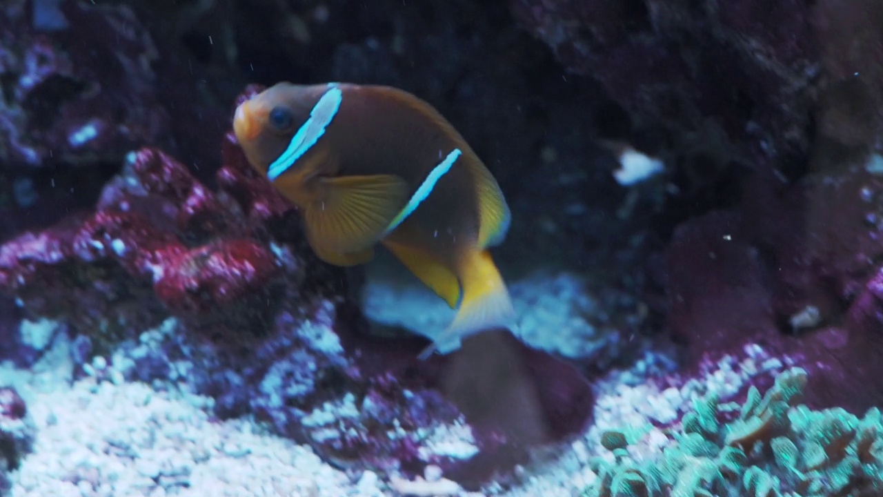 双纹海葵鱼。海洋水族馆里的热带鱼。视频素材