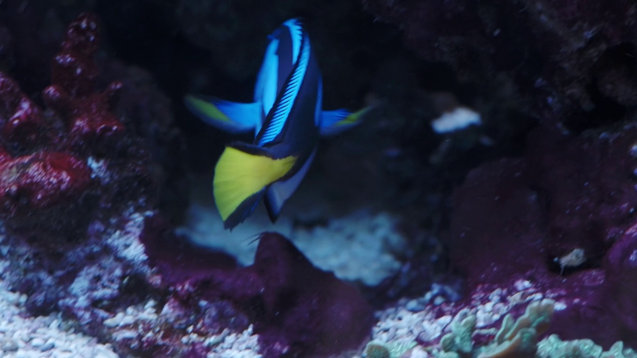 太平洋蓝刺鱼或调色板刺尾鱼，(肝副刺尾鱼)，刺尾科。一种在海洋水族馆受欢迎的鱼。视频素材