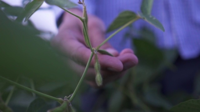 男人手里拿着大豆豆荚，大豆植物在阳光的背景下——农业企业视频素材