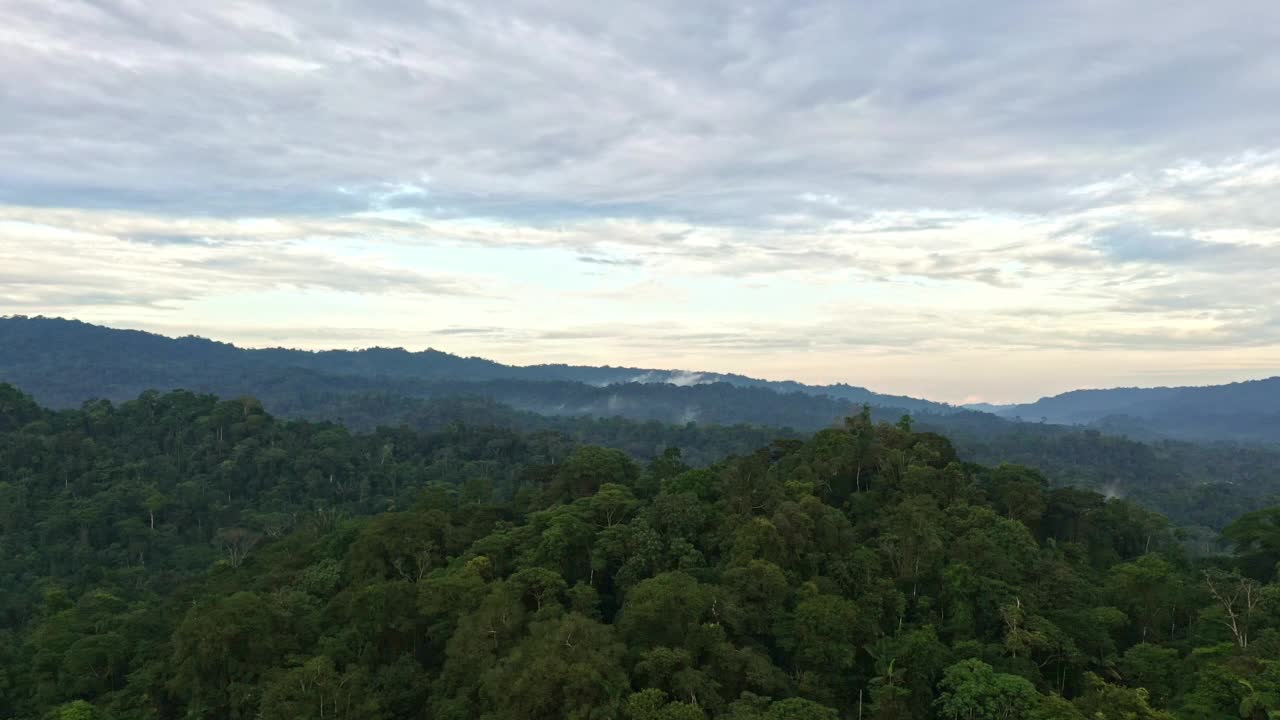 美丽的森林和自然背景显示了丰富的树木生物多样性视频素材