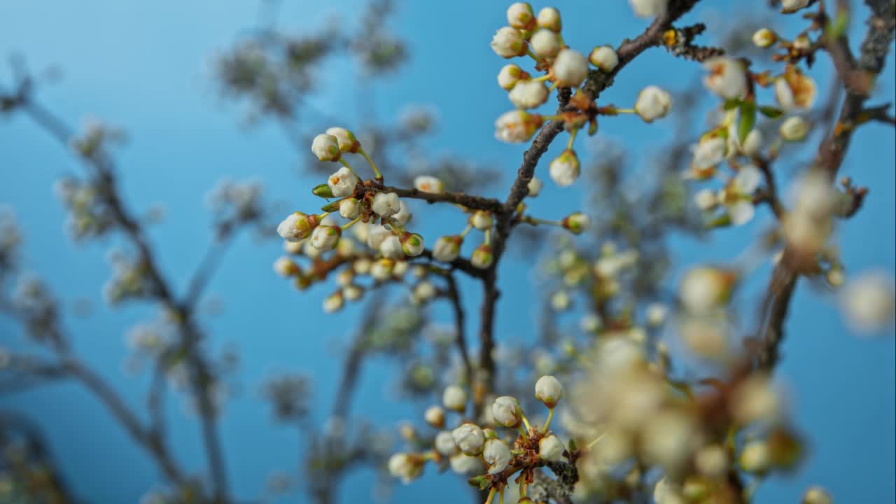 时间曲速运动T/L李子树在蓝色背景下开花视频素材