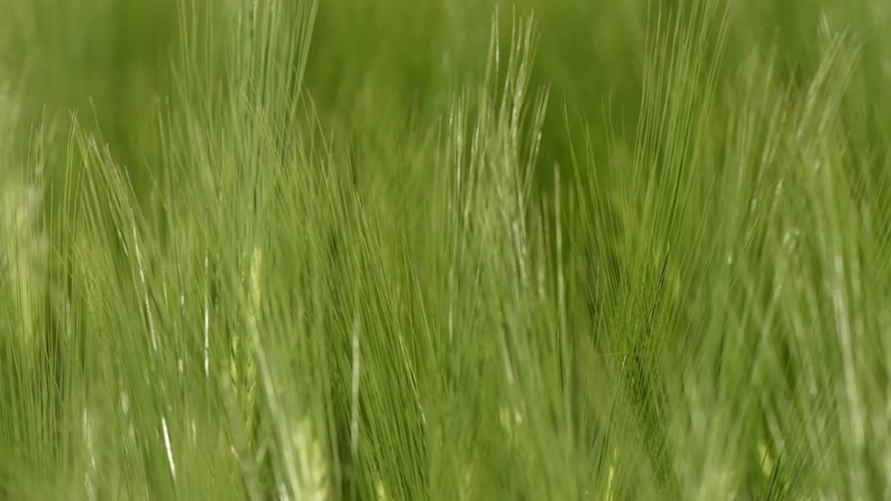 田野里的大麦穗带穗，背光视频素材