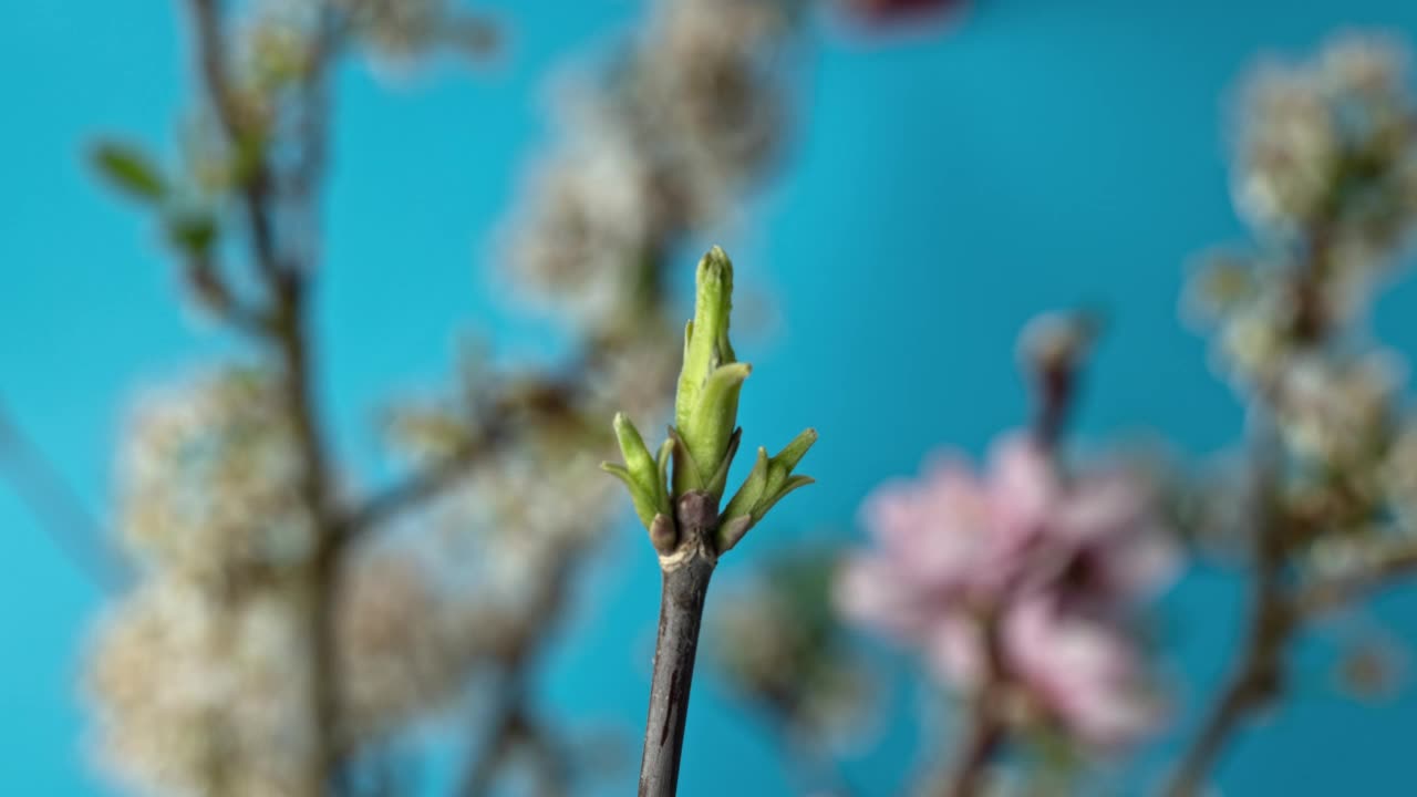 小叶子长在果树的嫩枝上视频素材