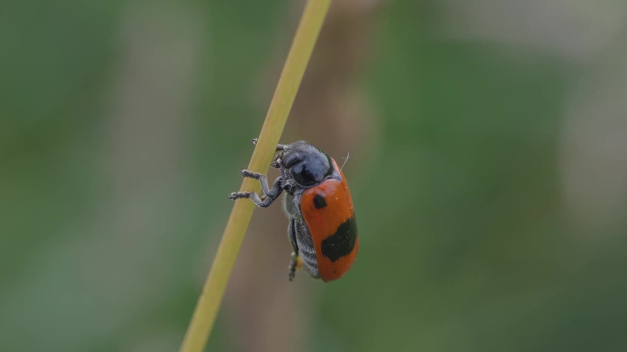 微距镜头的Cercopis vulnerata(黑色和红色的蛙鼠)抓住一个植物茎视频素材