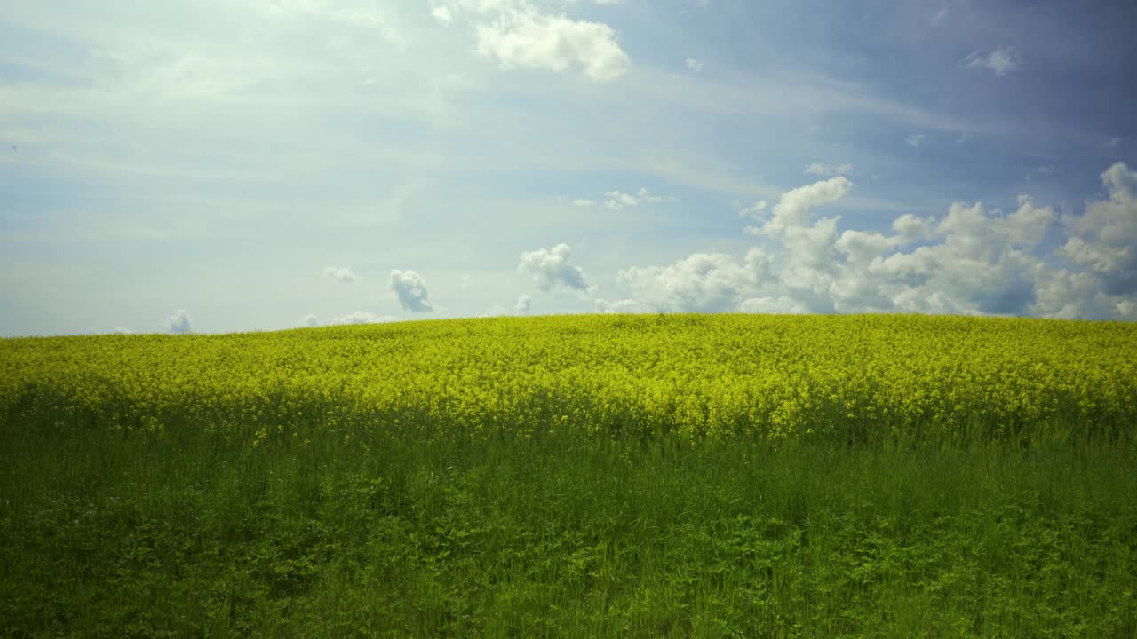 黄色的油菜籽田在小山上视频素材