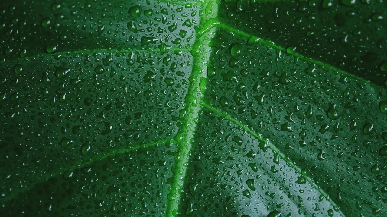 热带与雨水水滴特写。大自然中树叶的纹理。自然背景视频下载