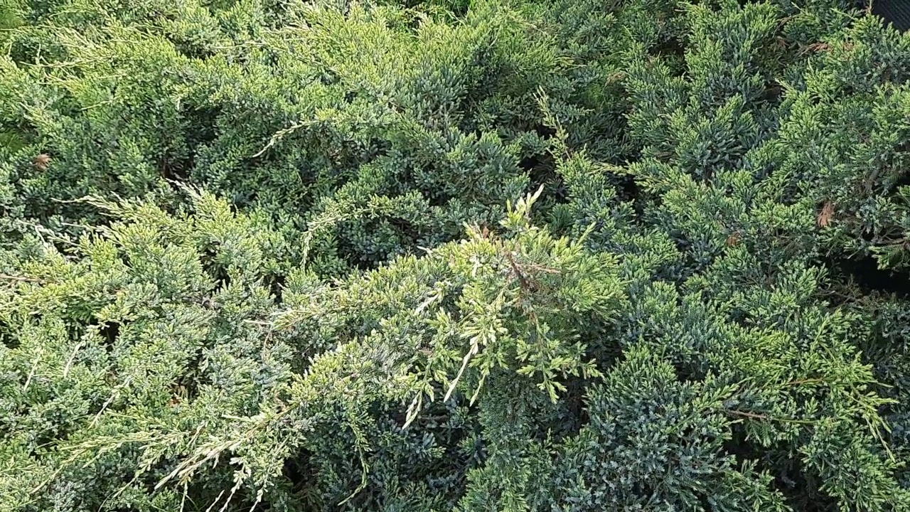 叶纹理的普通杜松对模糊的绿色背景。模糊的背景。杜松枝上的针叶特写。视频素材