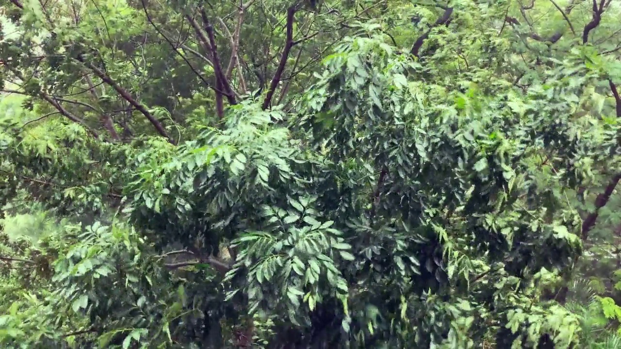 狂风暴雨视频素材