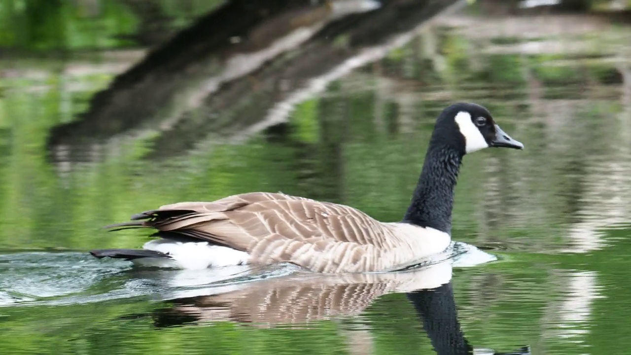 加拿大鹅，Branta canadensis，在Brathay河上，在安布尔赛德，湖区，英国。视频素材