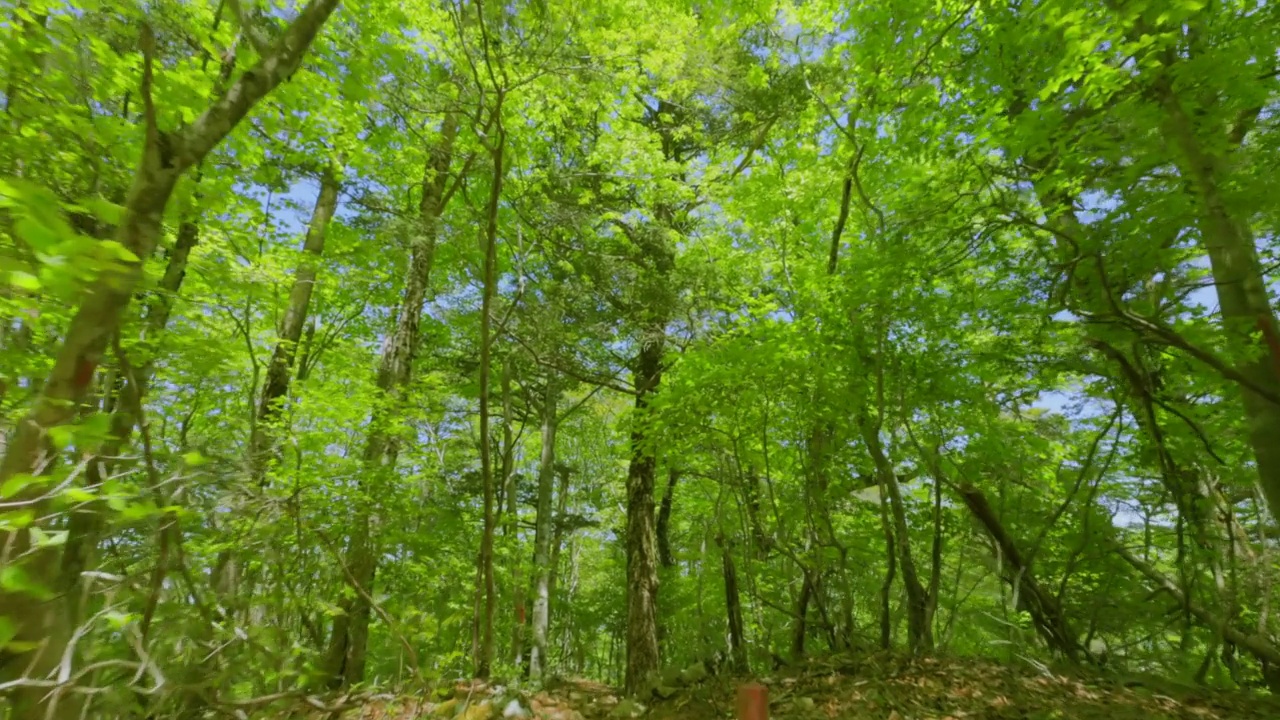 山里的森林里生长着五颜六色的新鲜绿色的树木视频素材