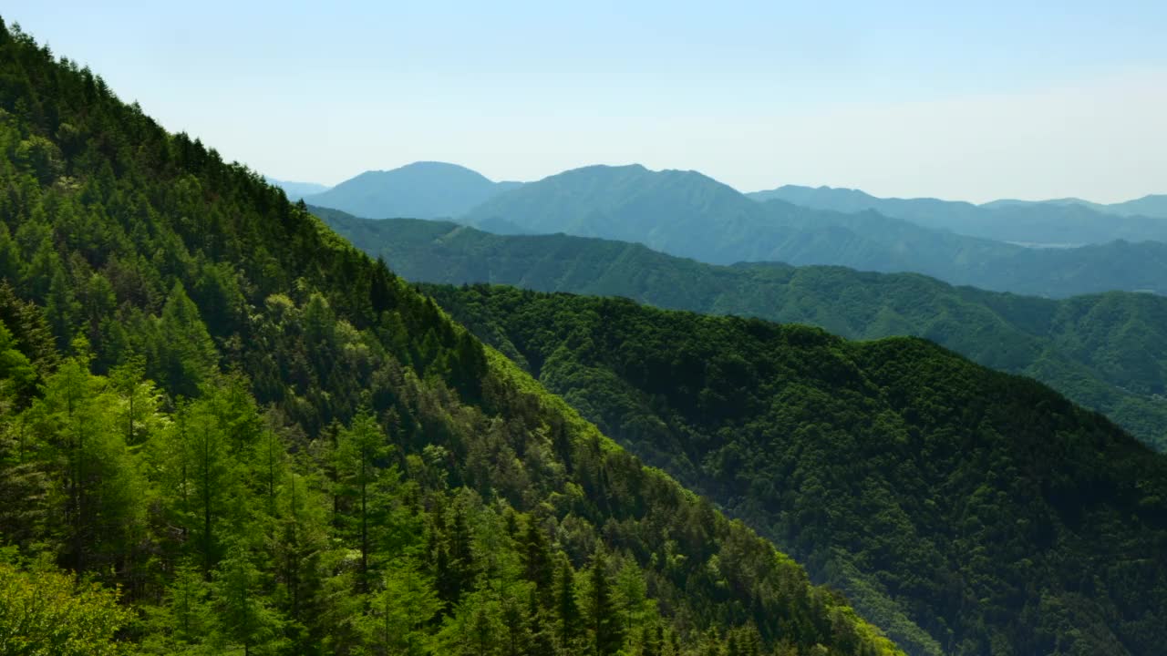 山里的森林里生长着五颜六色的新鲜绿色的树木视频素材