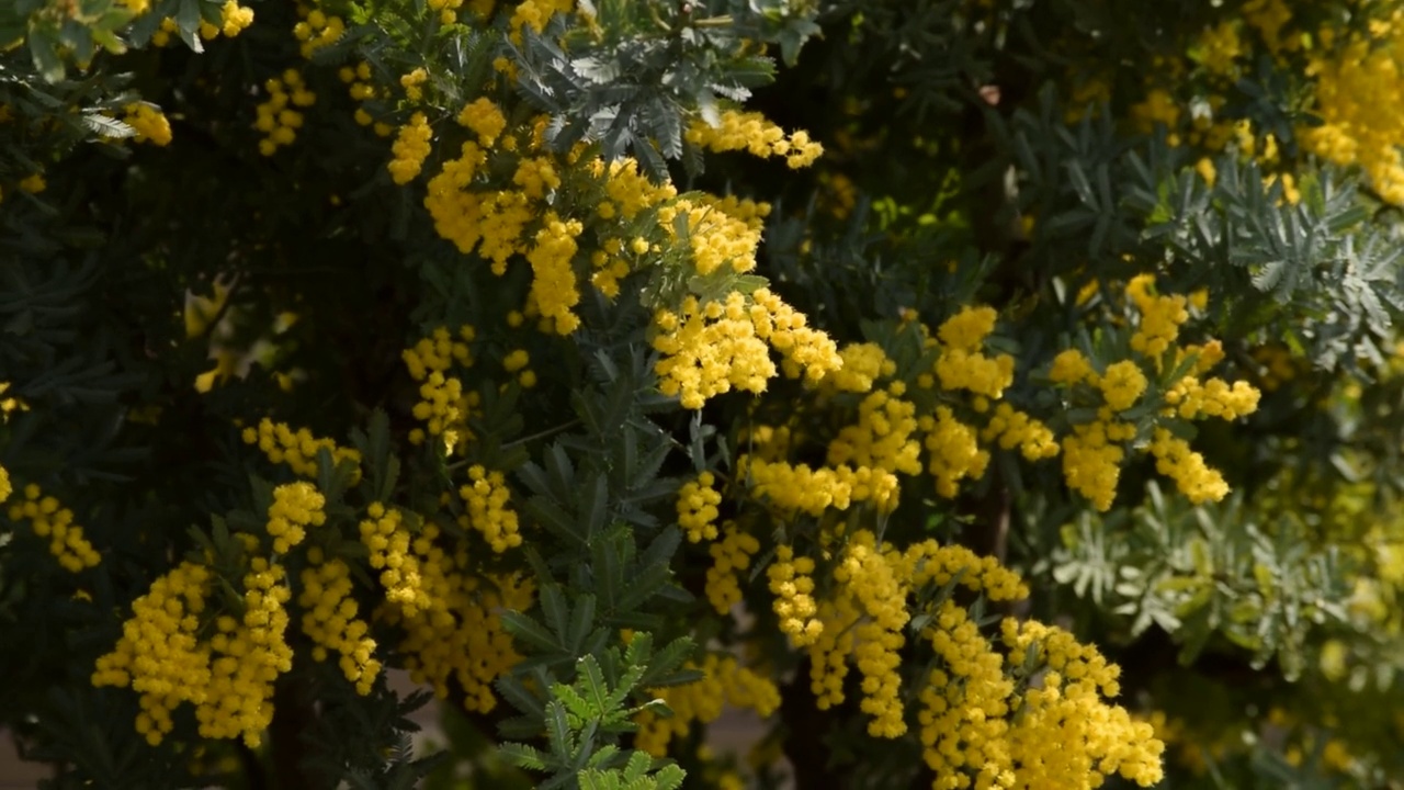 花园里的含羞草花视频素材