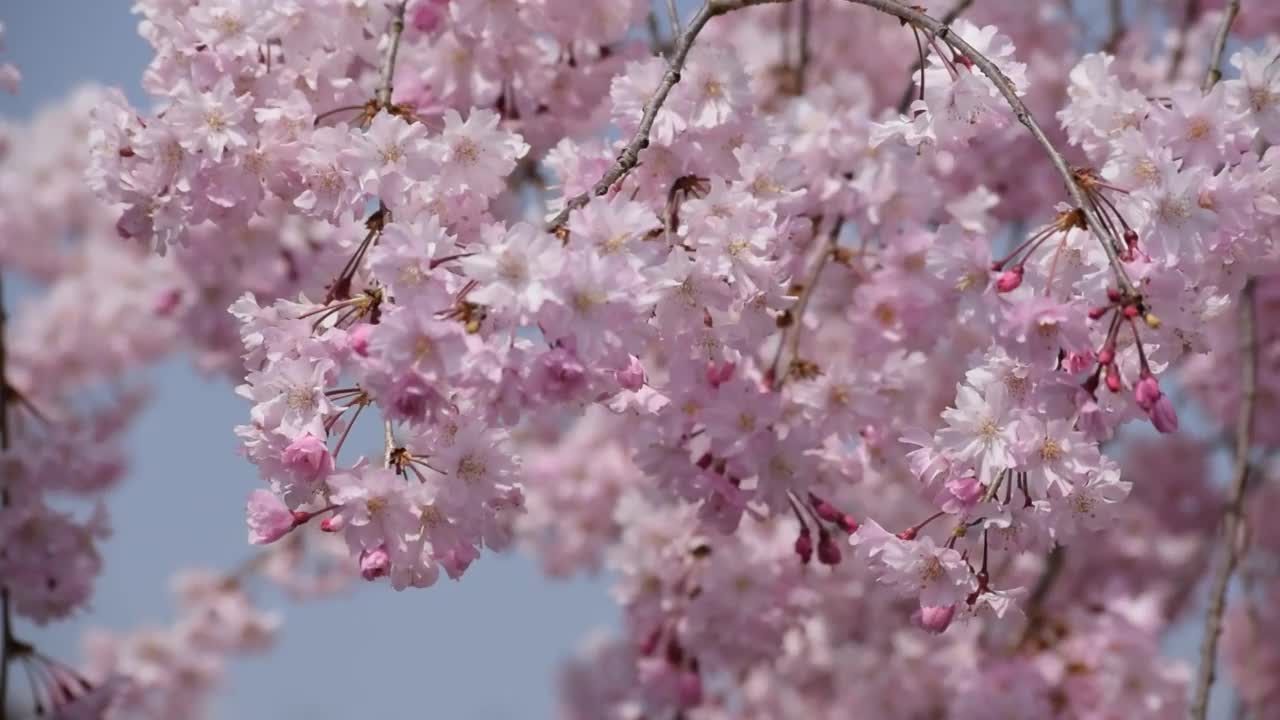 樱花特写视频素材