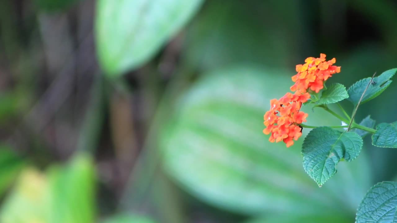 孔雀花的视频镜头或者你可以叫它们凯撒皮尼亚花模糊的背景视频素材