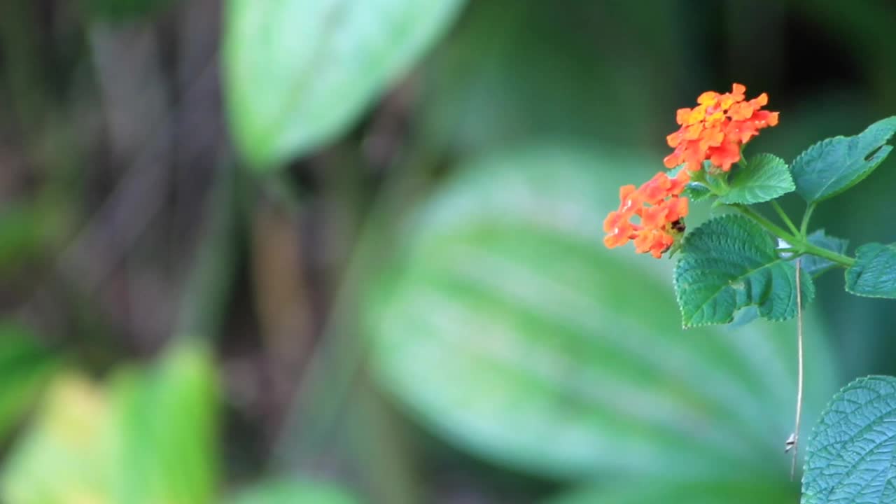 孔雀花的视频镜头或者你可以叫它们凯撒皮尼亚花模糊的背景视频素材