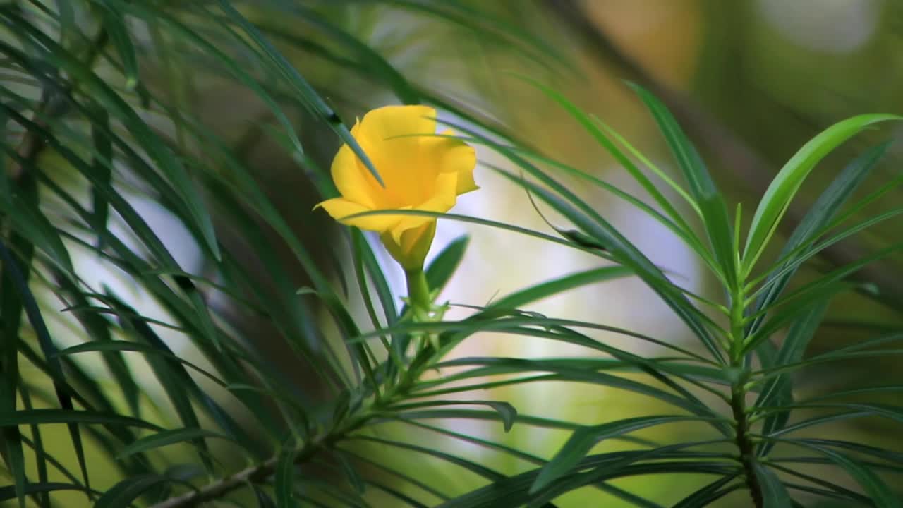 黄色夹竹桃花模糊背景的镜头视频素材