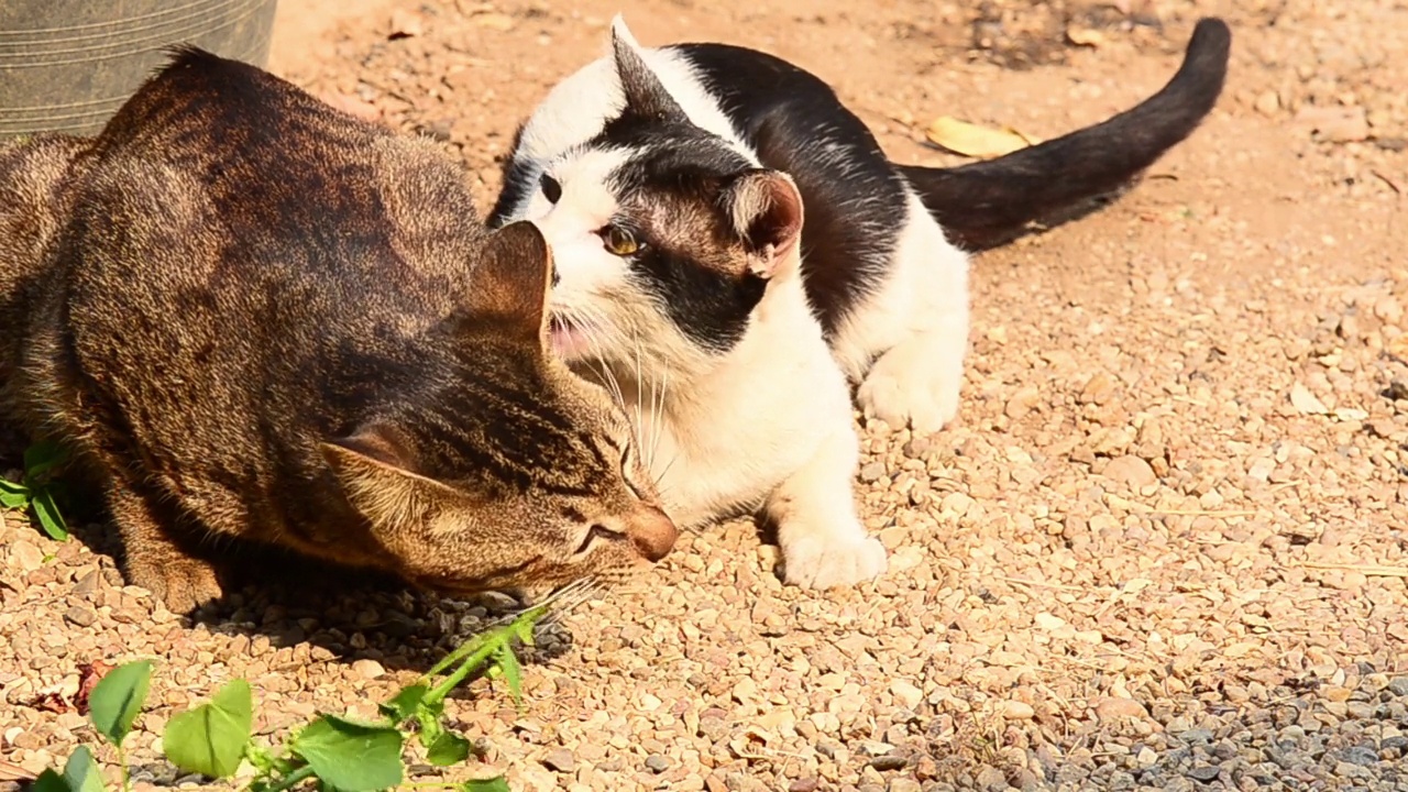 两只猫吃猫薄荷视频下载