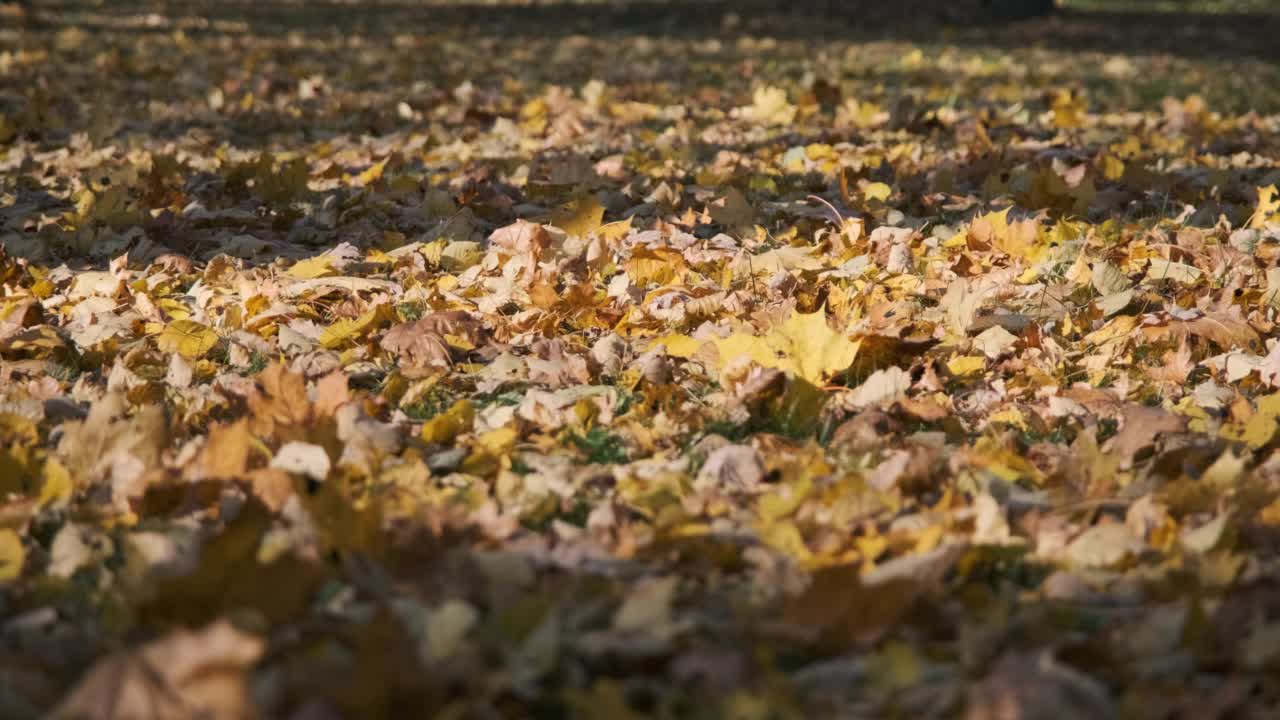 彩色树叶躺在草地上的特写视频素材