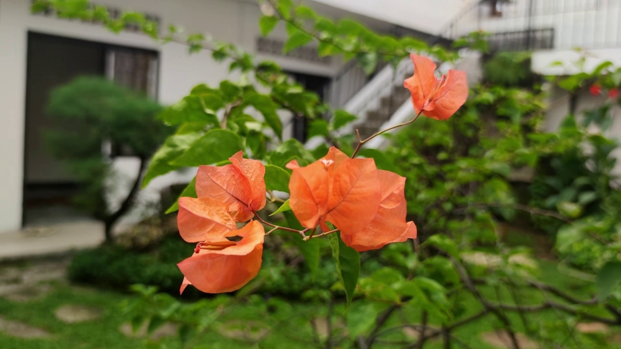 美丽的深红色的花视频素材