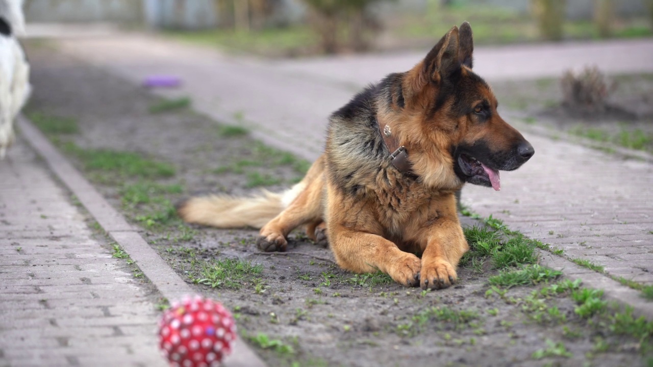 户外美丽的德国牧羊犬视频素材