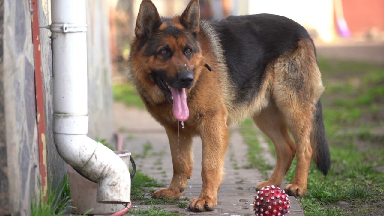 户外美丽的德国牧羊犬视频素材