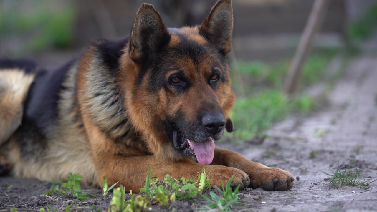 户外美丽的德国牧羊犬视频素材