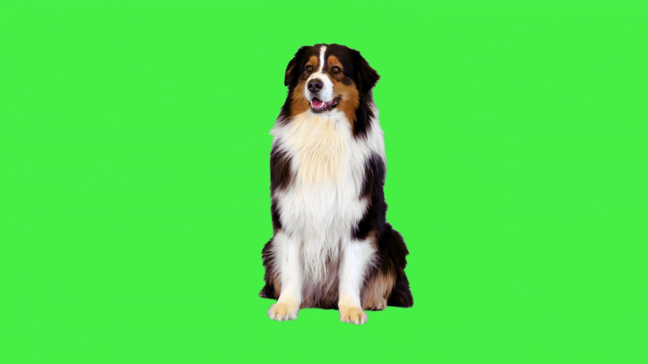 一只澳大利亚牧羊犬坐在Chroma Key的绿屏上四处张望视频下载