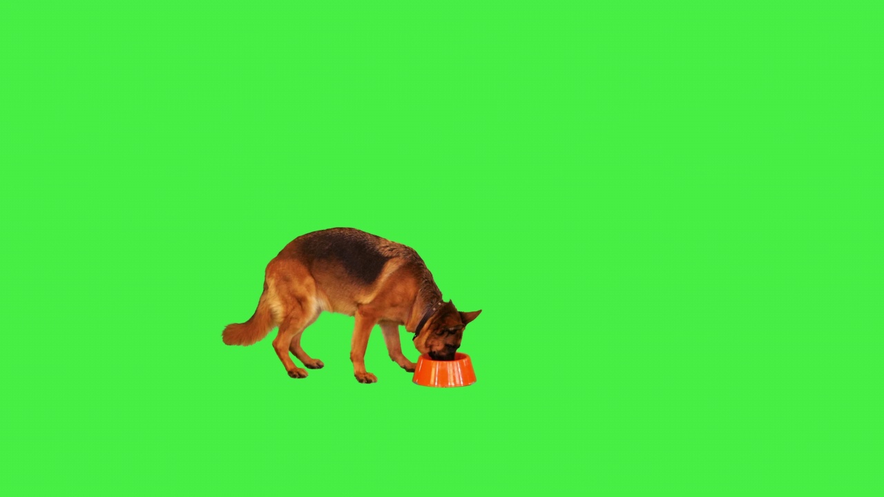 Chroma Key，一只德国牧羊犬在绿色屏幕上的碗里吃东西视频素材