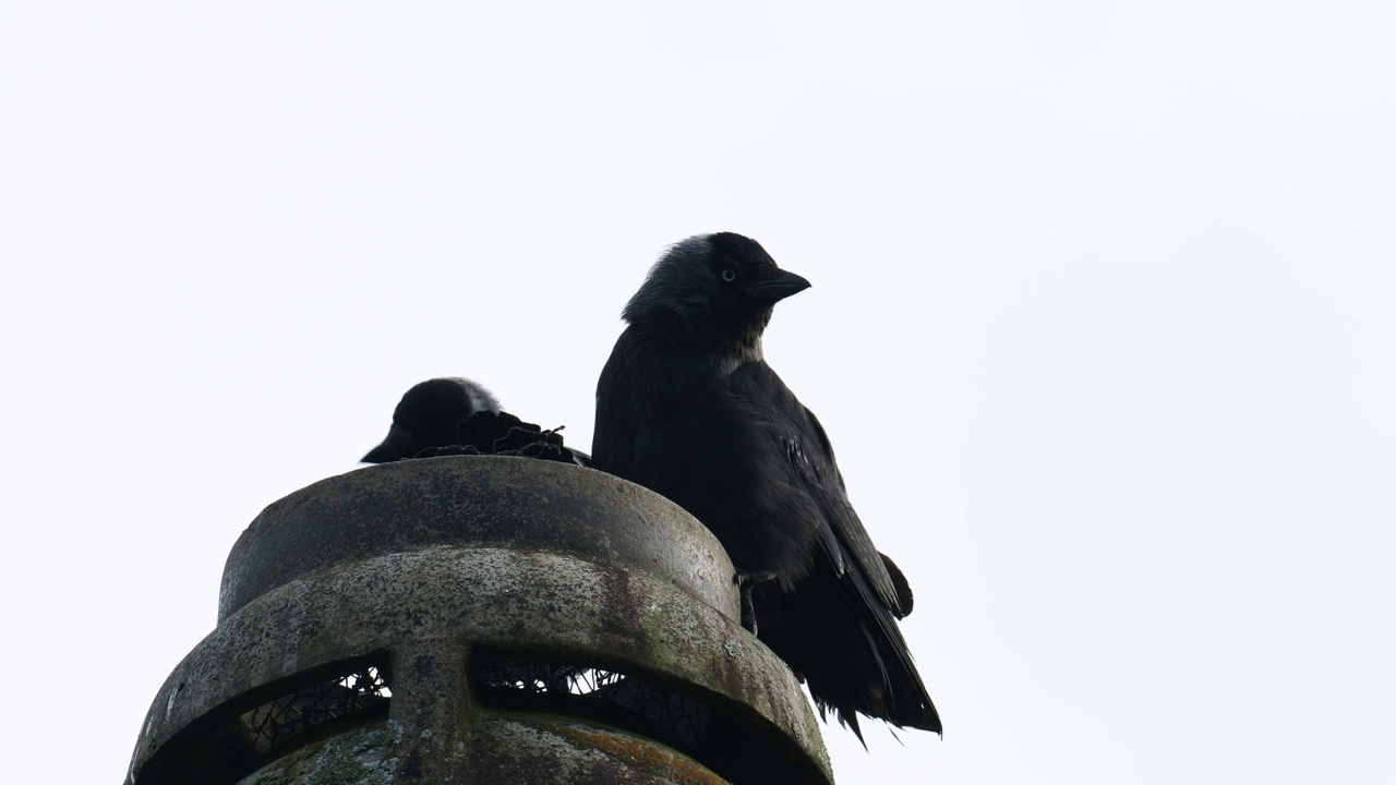 一对西部寒鸦，Corvus monedula在一个烟囱壶在安布尔赛德，湖区，英国。视频素材