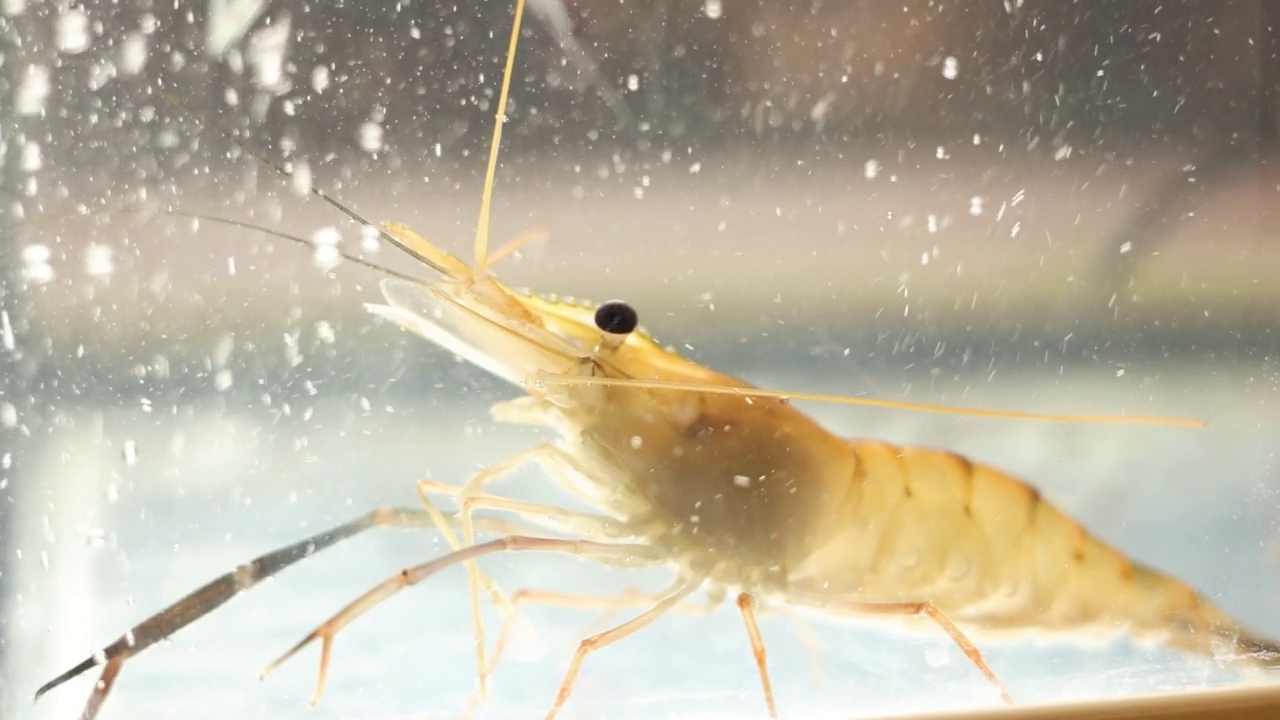 餐厅水族馆里的虾视频素材