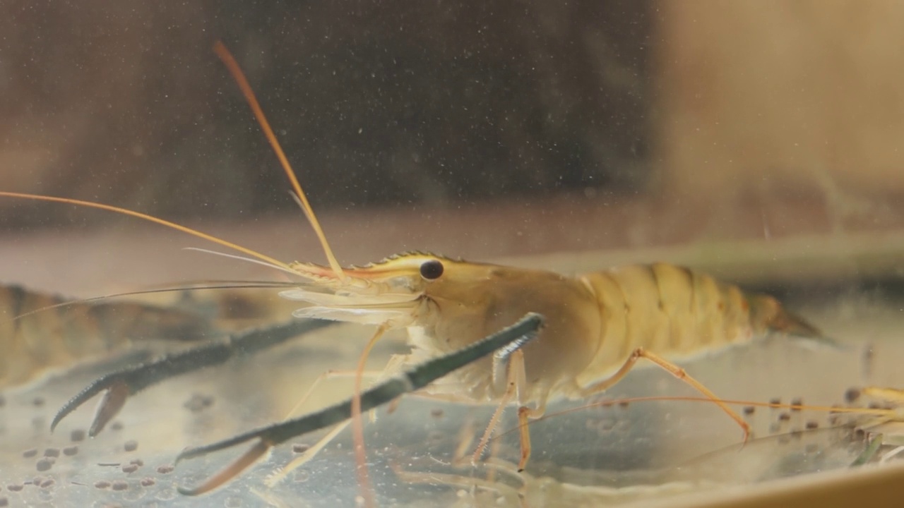 餐厅水族馆里的虾视频素材