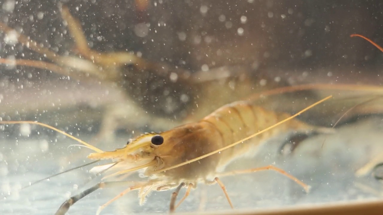 餐厅水族馆里的虾视频素材