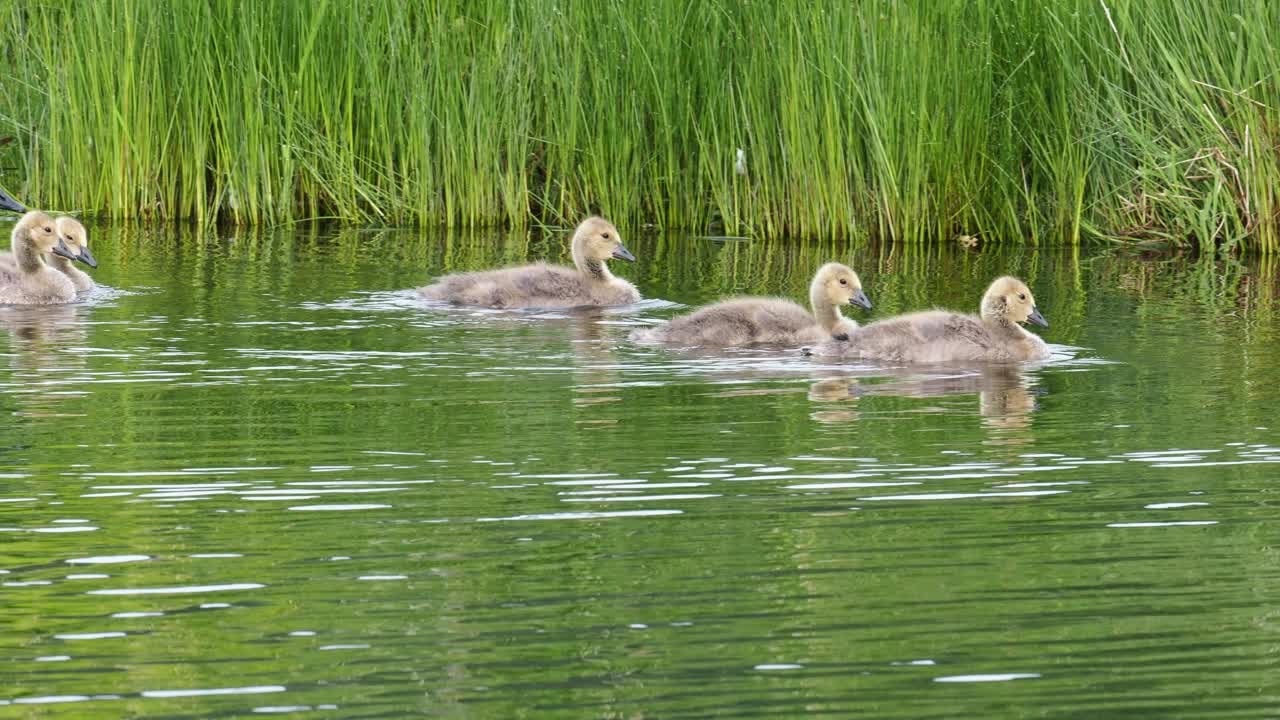 加拿大鹅，Branta canadensis，带着小鹅，在Brathay河，安布尔赛德，湖区，英国。视频素材