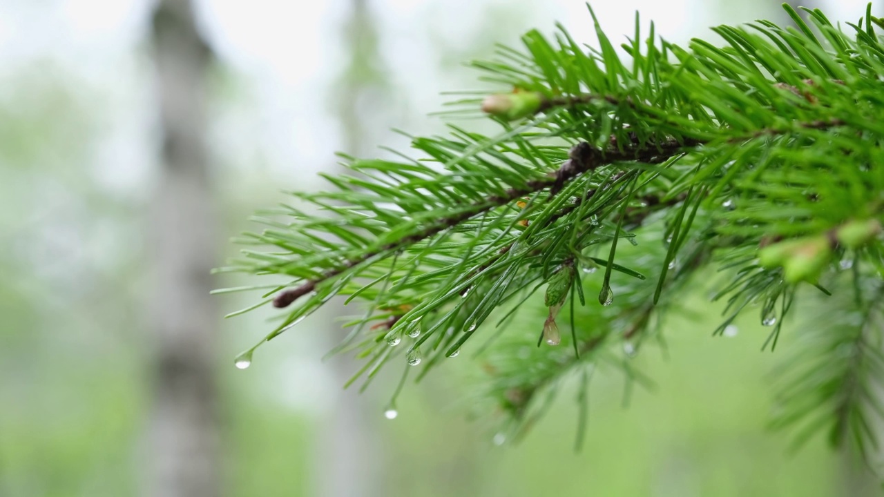 在一场小雨中，带着雨滴的云杉树枝在风中摇摆。视频素材