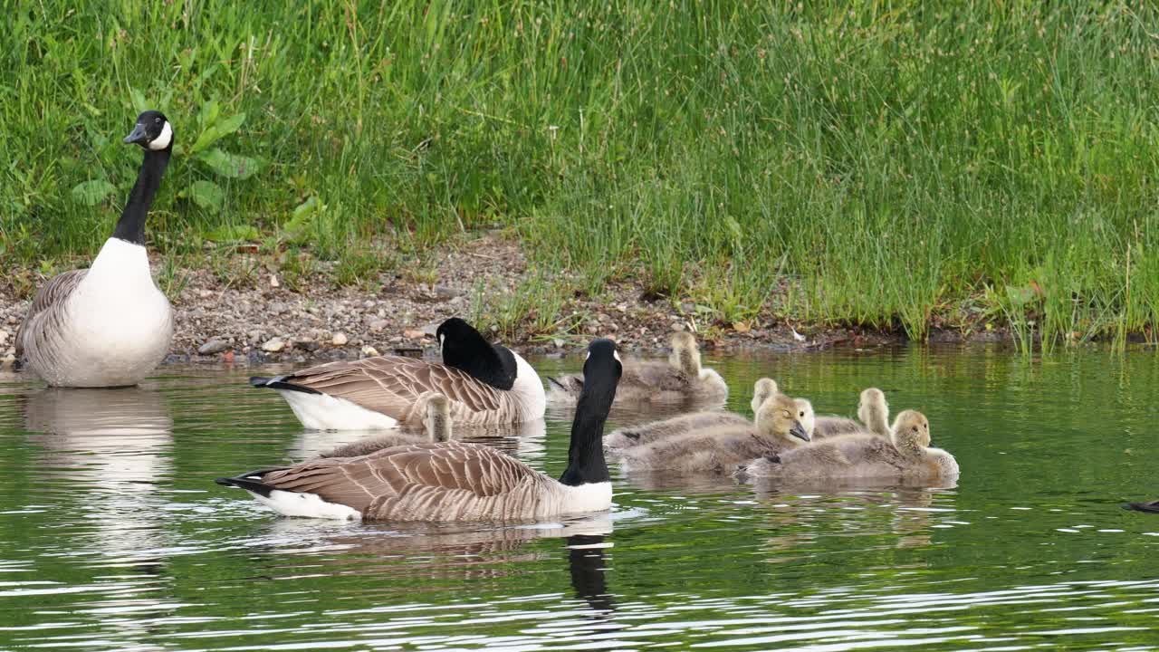 加拿大鹅，Branta canadensis，带着小鹅，在Brathay河，安布尔赛德，湖区，英国。视频素材