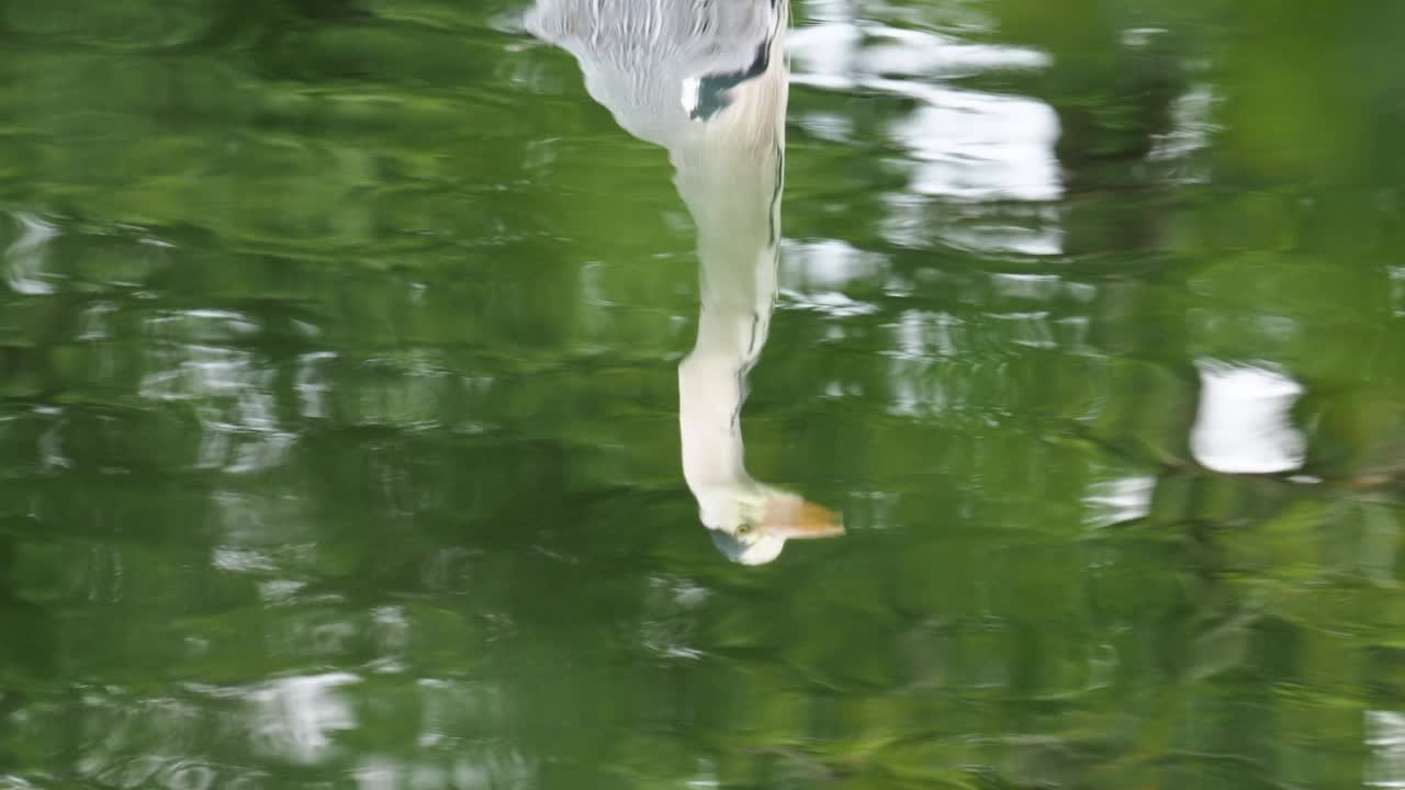 灰苍鹭的倒影在河边，安布尔赛德，湖区，英国。视频素材