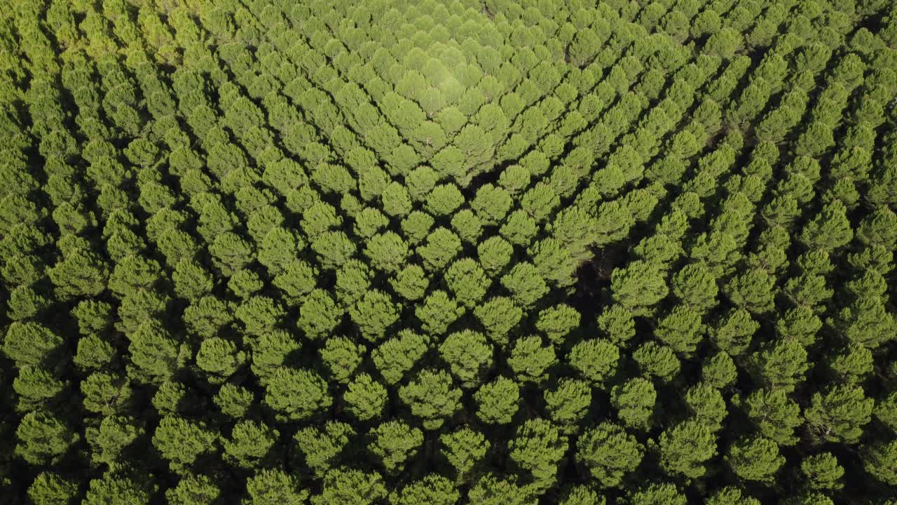 鸟瞰图，整幅图是成排的松树林。视频素材