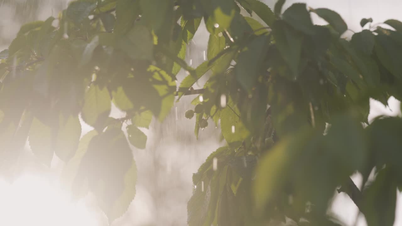 雨水浇灌樱桃树，雨滴从无籽的绿色浆果流出视频下载