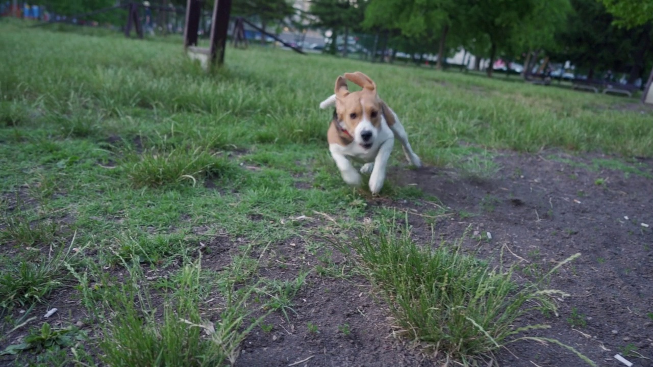 比格犬在狗公园里玩耍和奔跑视频素材