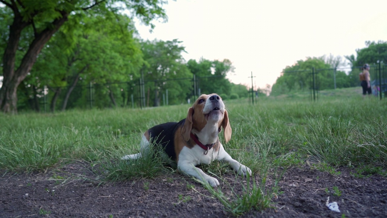 可爱的小猎犬在狗公园视频素材