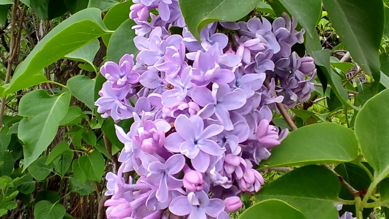 淡紫色(紫丁香)。紫丁香开花了。所有类型的紫丁香都有不同的美丽颜色，这就是为什么它们是在花园里培育的。视频素材