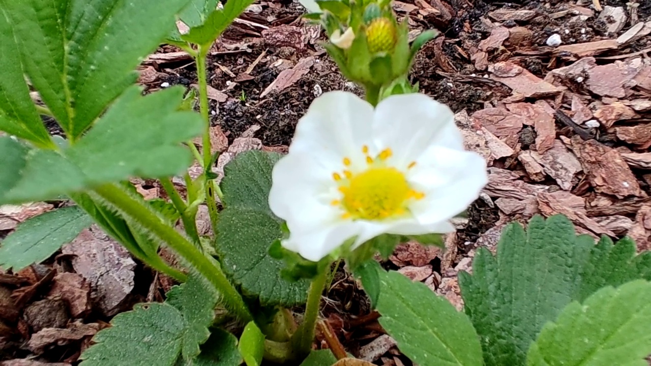 草莓都开花了。之所以叫“野草莓”，是因为它成熟的果实紧贴地面视频素材