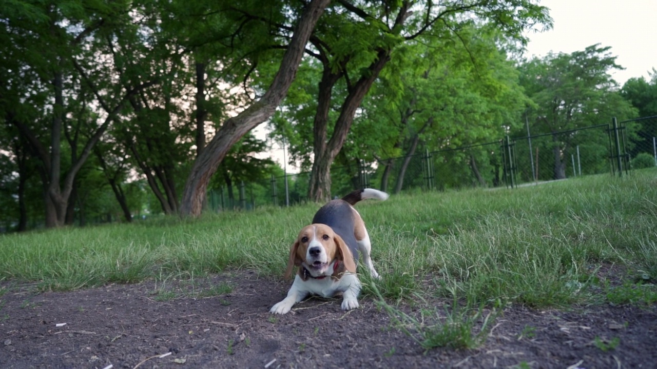 可爱的小猎犬狗在狗公园奔跑视频素材