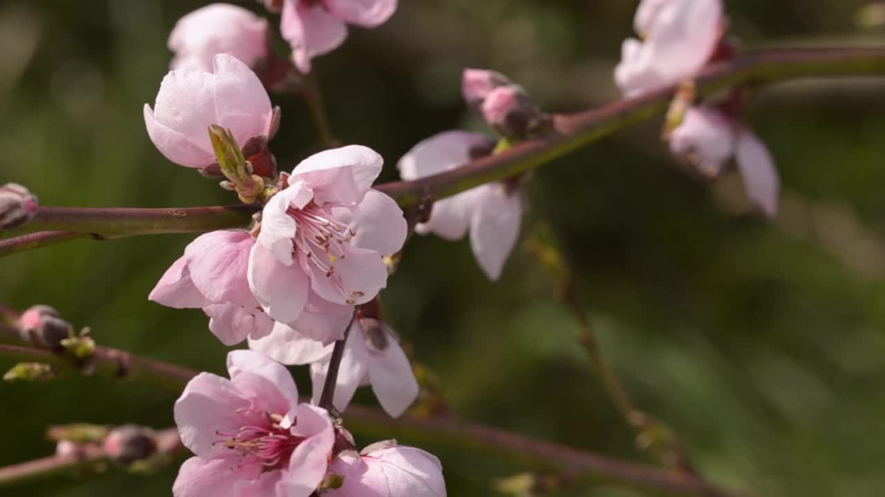 油桃树之花。高清视频。视频素材