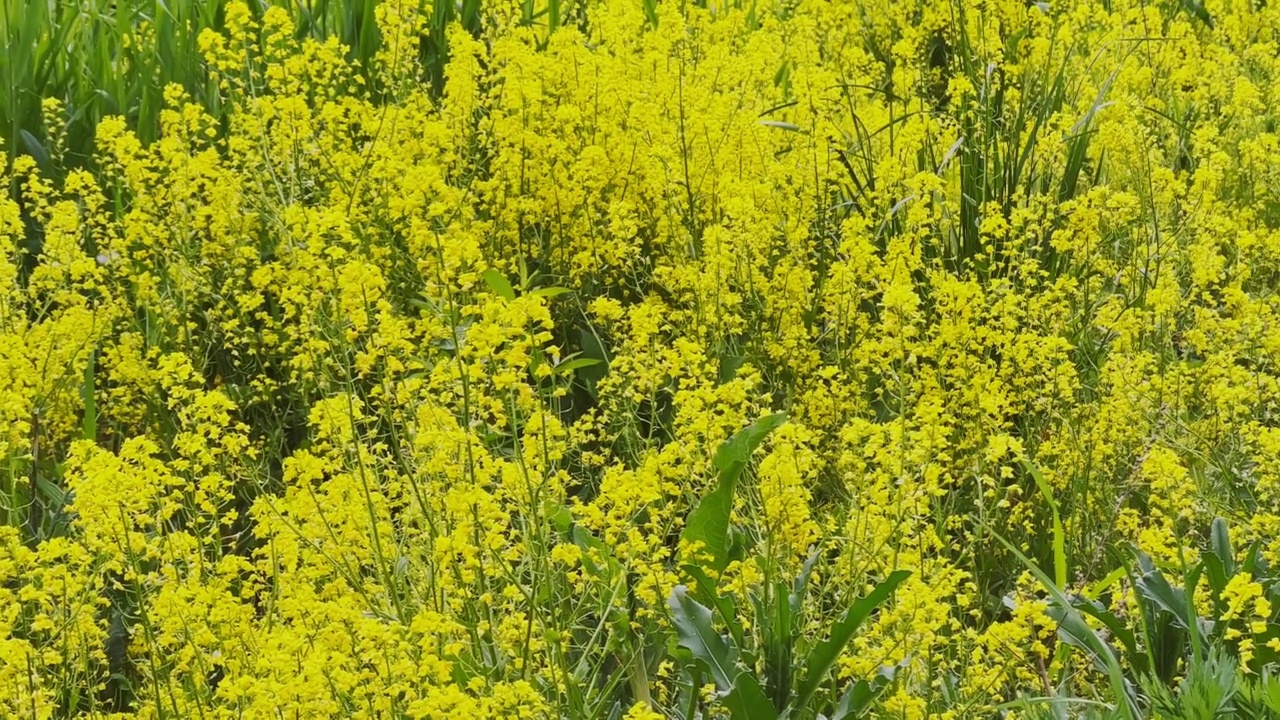 阳光明媚的黄花田，蜜蜂飞来飞去，坐在花上视频素材