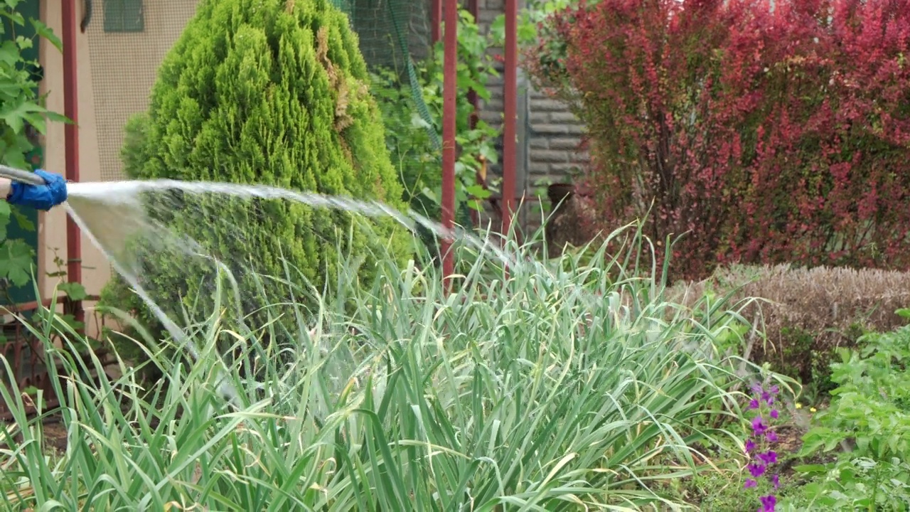 用水管给花园浇水。在花园里种植和照顾植物。视频素材