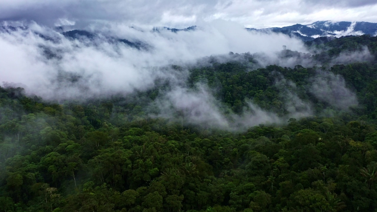 鸟瞰大雾笼罩的亚马逊森林:雨林树冠视频素材