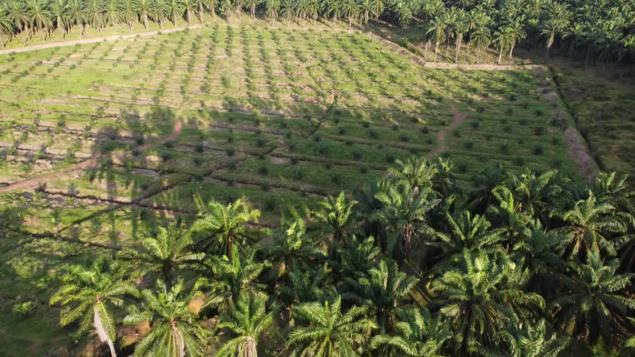 鸟瞰图油棕树阴影阴影视频素材