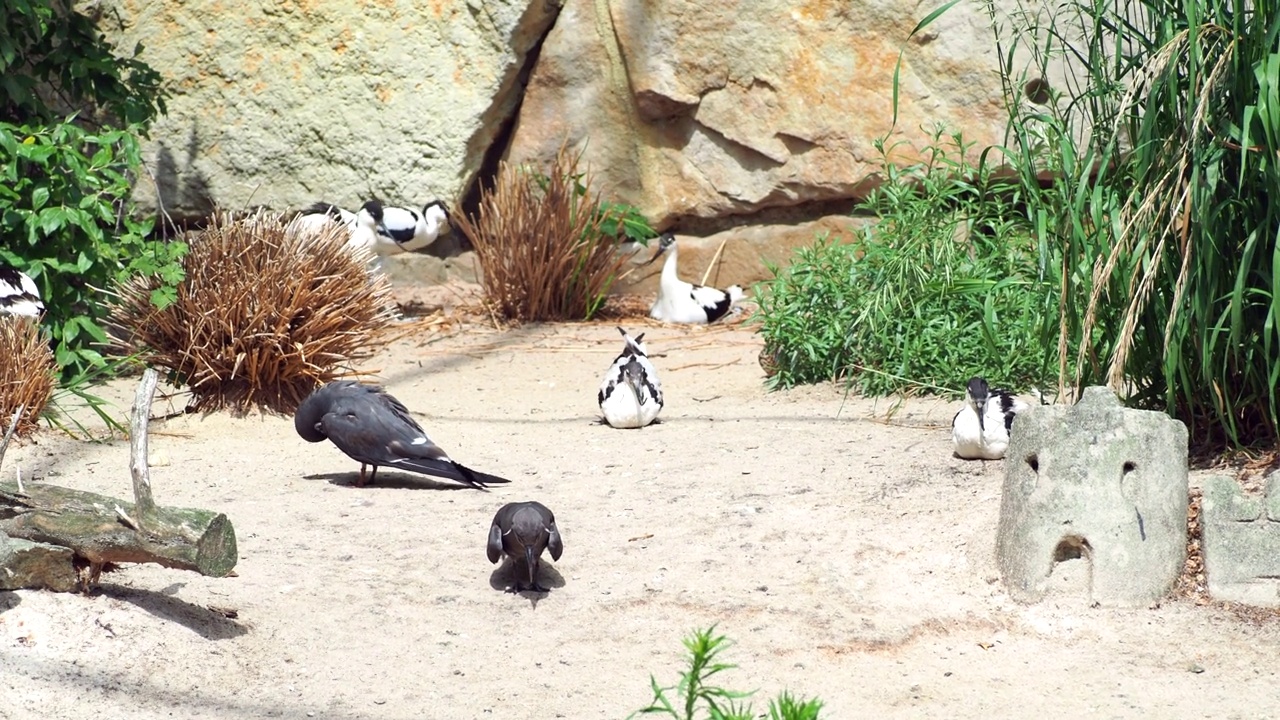 Shiloklonnaya Avocet。鹬鹬一种产于鹬科和高脚鹬科的大型黑白鹬高质量4k镜头视频素材